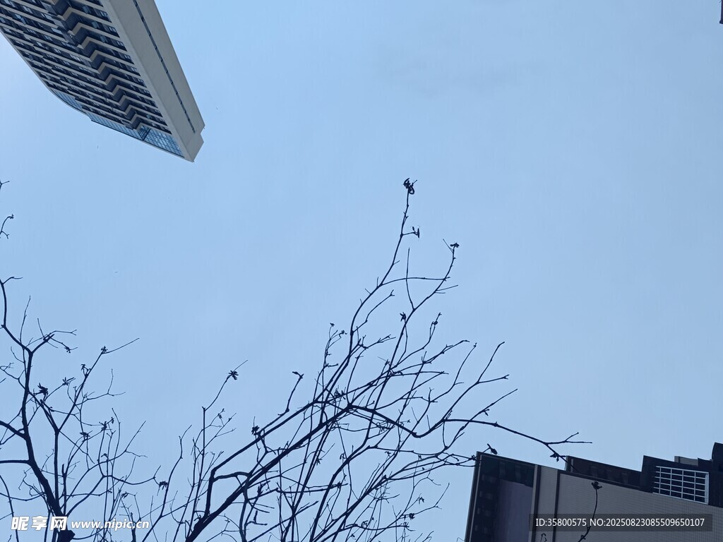 城市树梢与高楼天际线