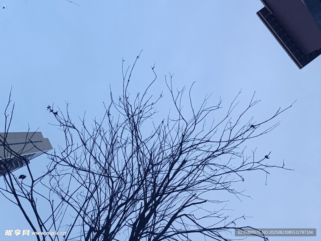 冬日枯树与楼宇景象