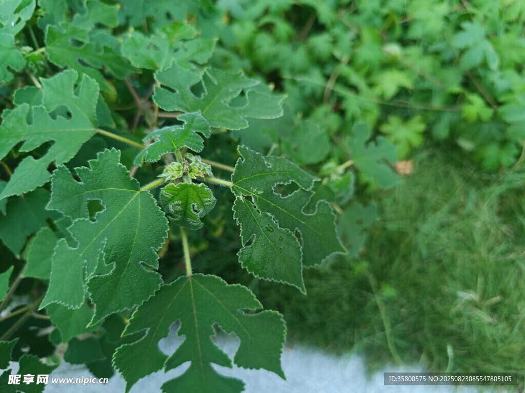 绿叶丛中的植物果实