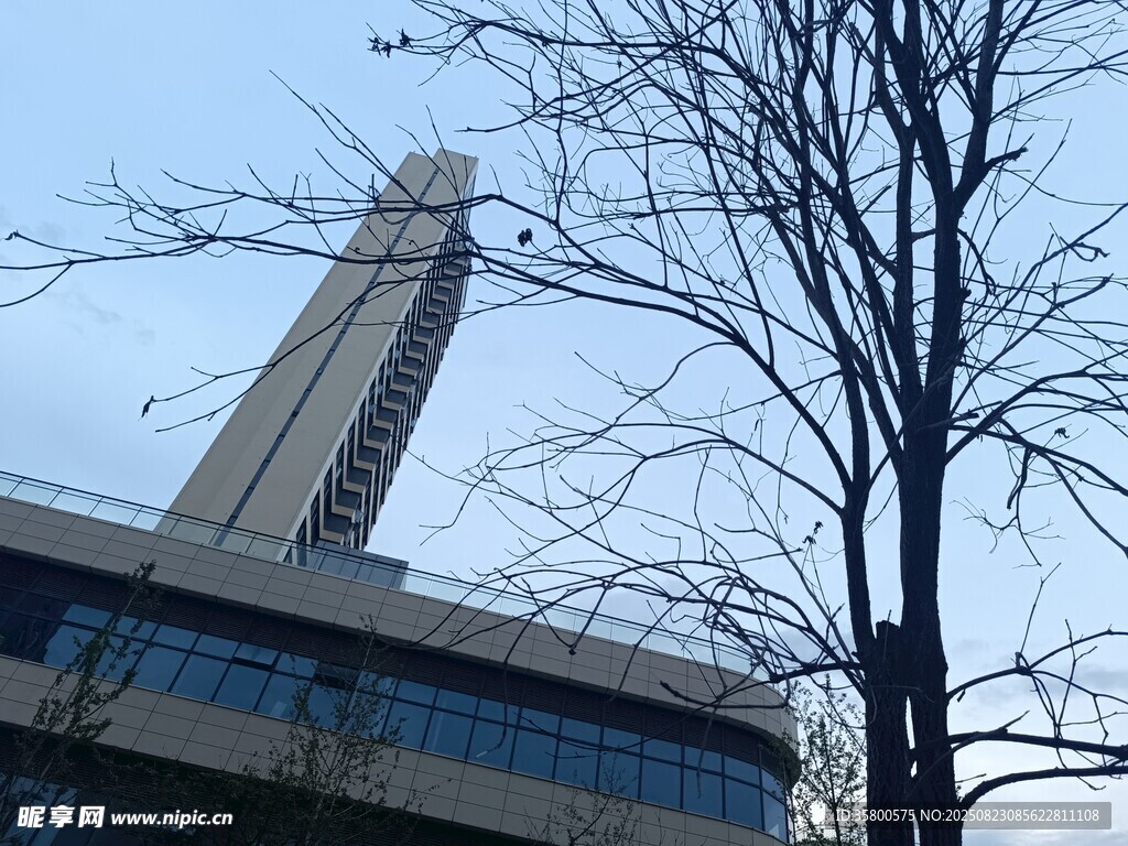 高耸建筑旁的光秃树木