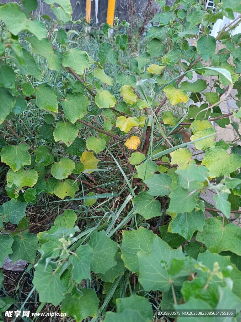 绿叶间的黄色果实