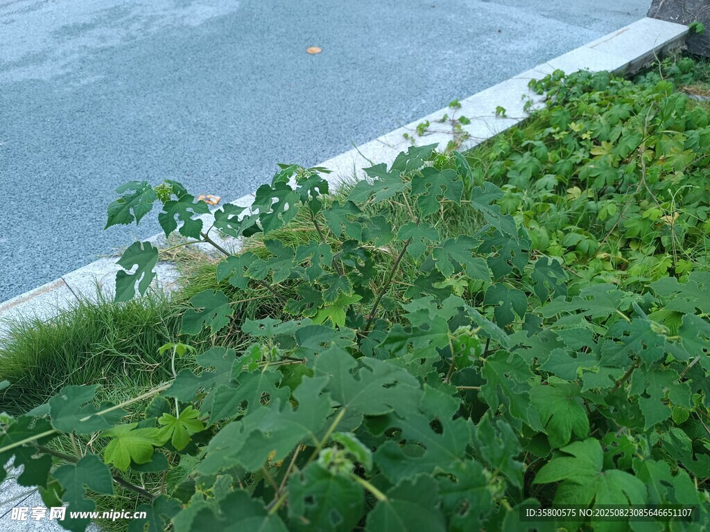 岸边绿植景观