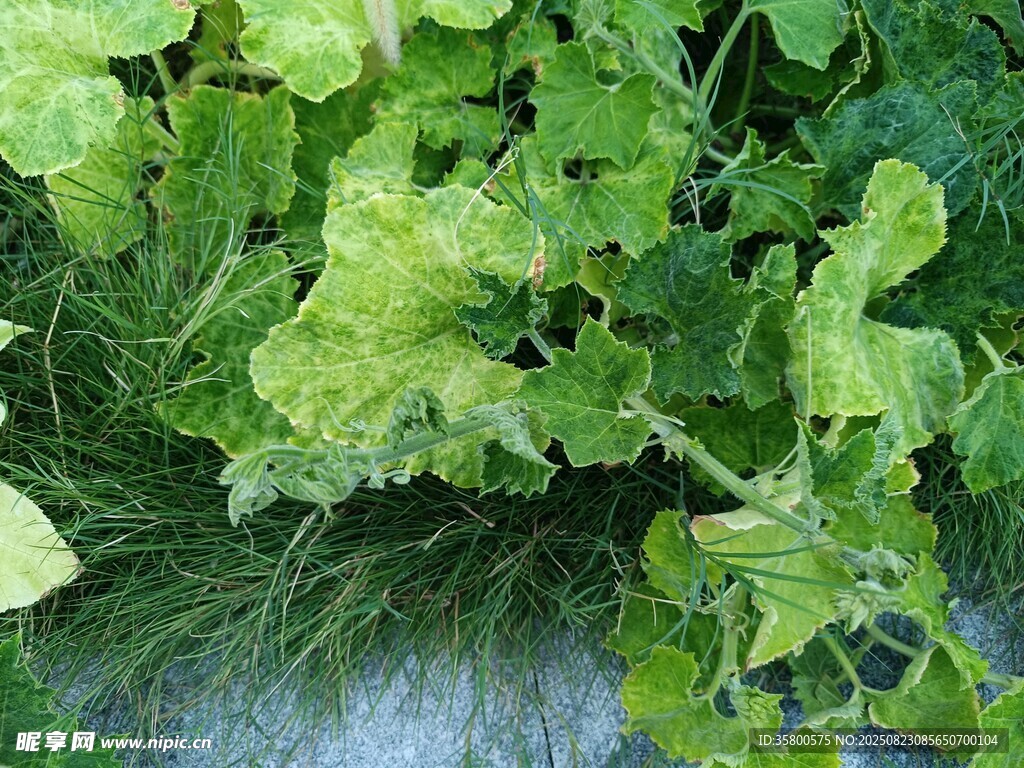 鲜嫩绿叶植物特写