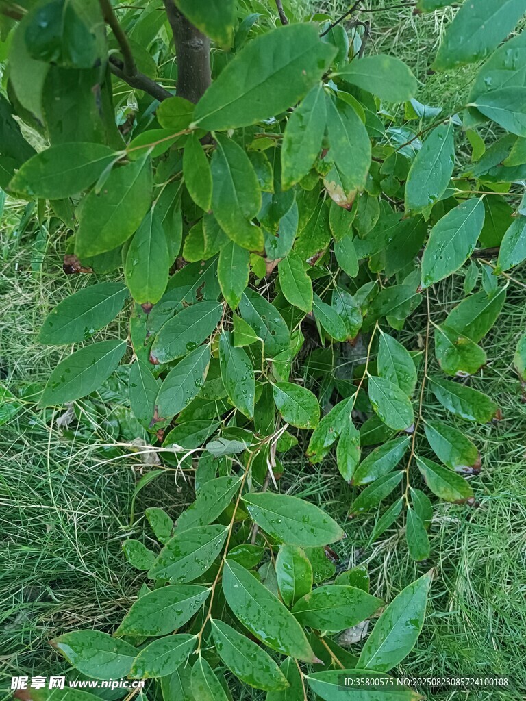 绿叶繁茂的植物