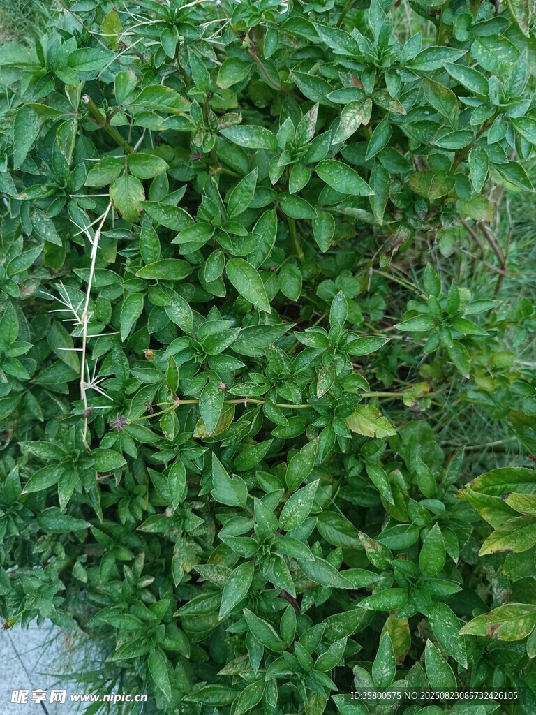 茂密绿植景观
