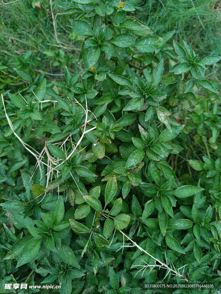 茂密绿植景观