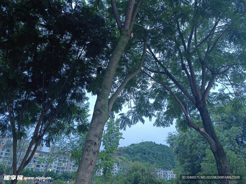 林间树木与远处景致