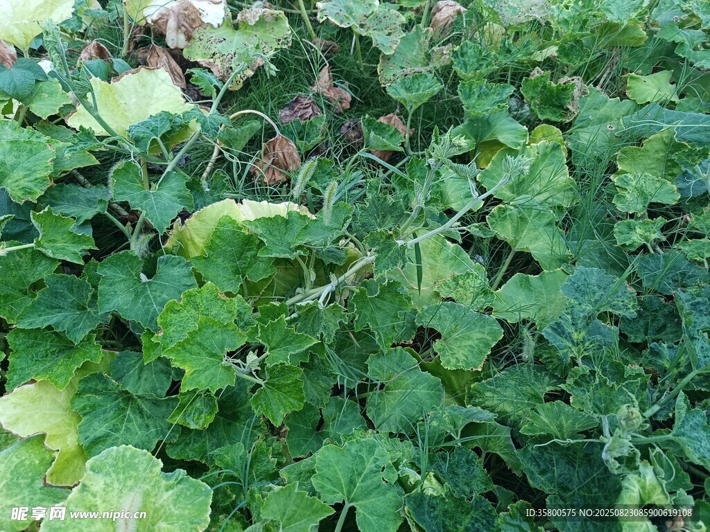 翠绿繁茂的植物枝叶