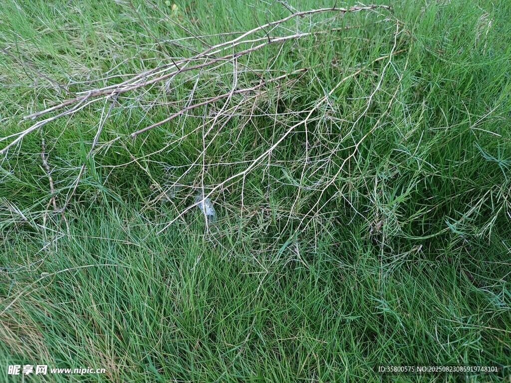翠绿草地 