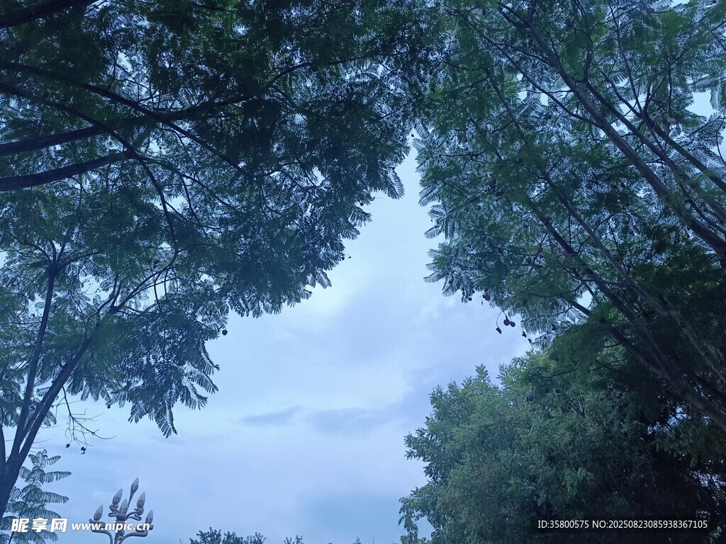 仰视茂密树林天空景象