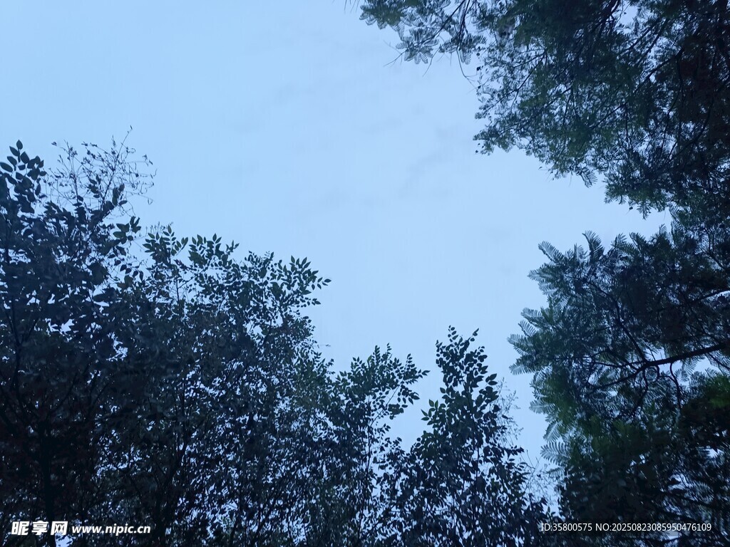 仰视茂密树林的天空