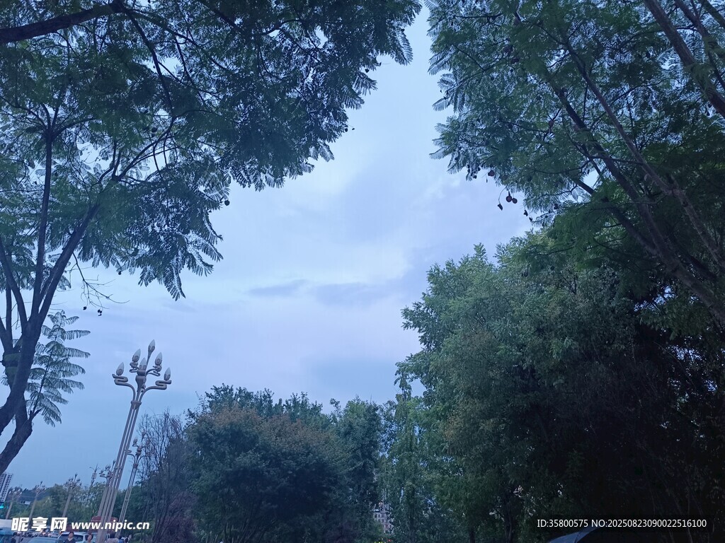 林间远望摩天轮