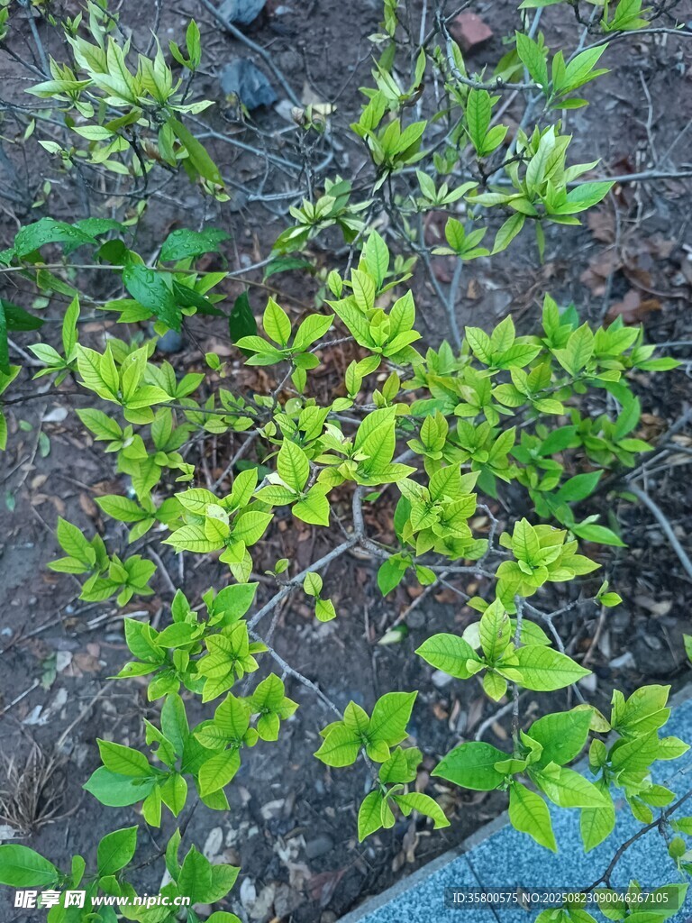 嫩绿植物生机盎然