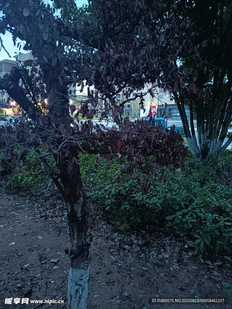 黄昏下的林间植物景观