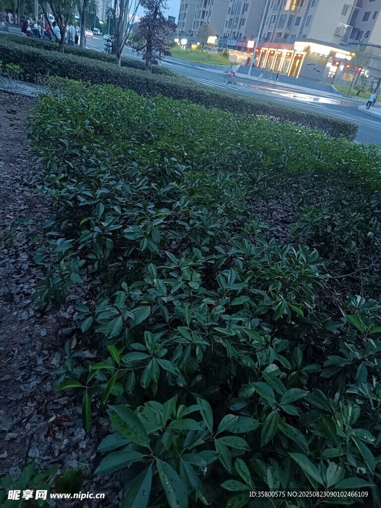 城市中葱郁的绿植景观