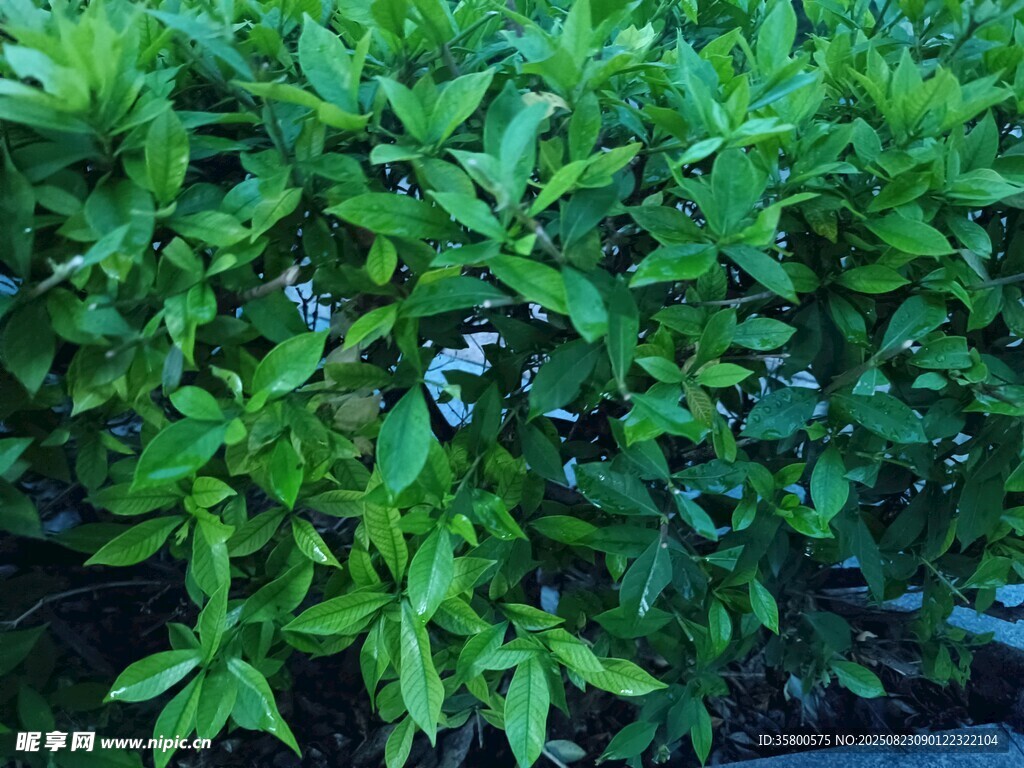 翠绿繁茂的植物枝叶