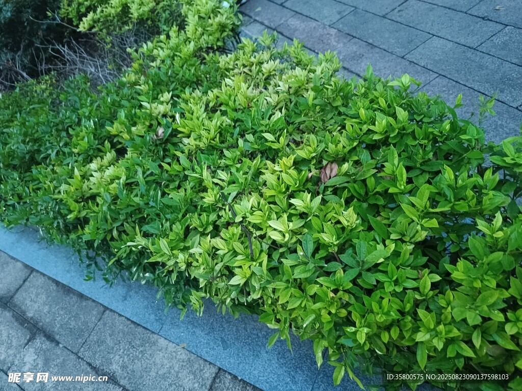 翠绿繁茂的地面绿植景观