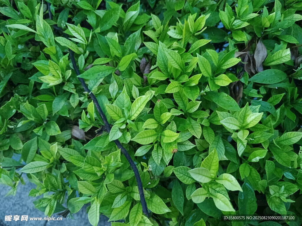 翠绿繁茂的植物垂直景观