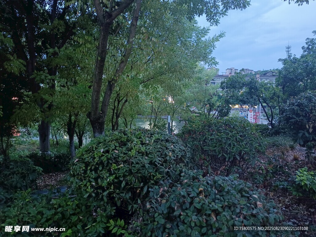 黄昏下的静谧树林景观