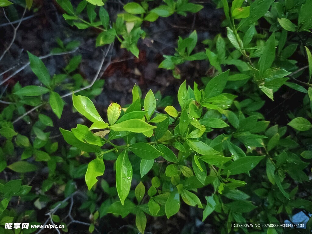 翠绿丛生植物