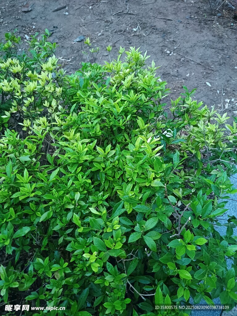 翠绿茂盛的植物盆栽