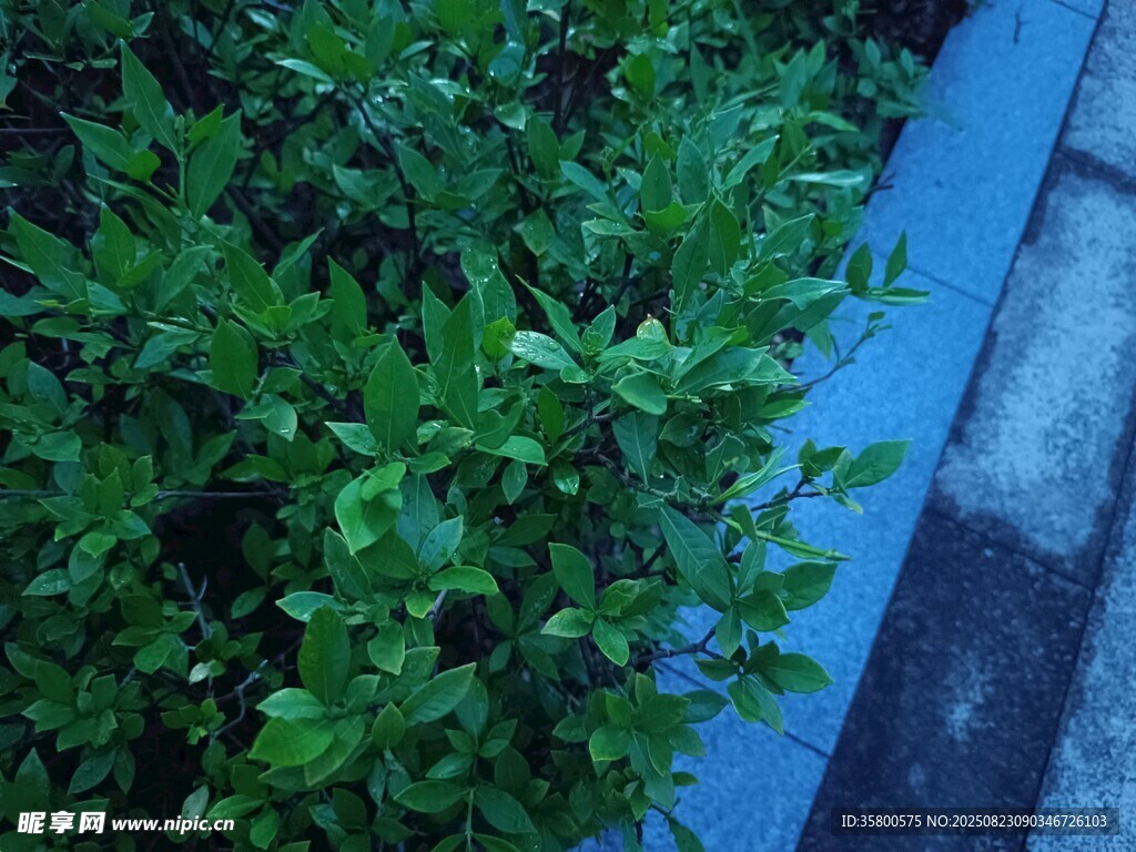 路边翠绿灌木丛