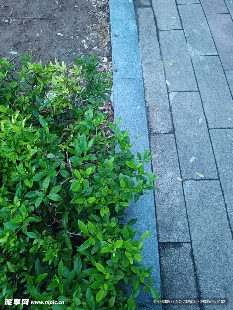 路边绿植与砖石步道景观