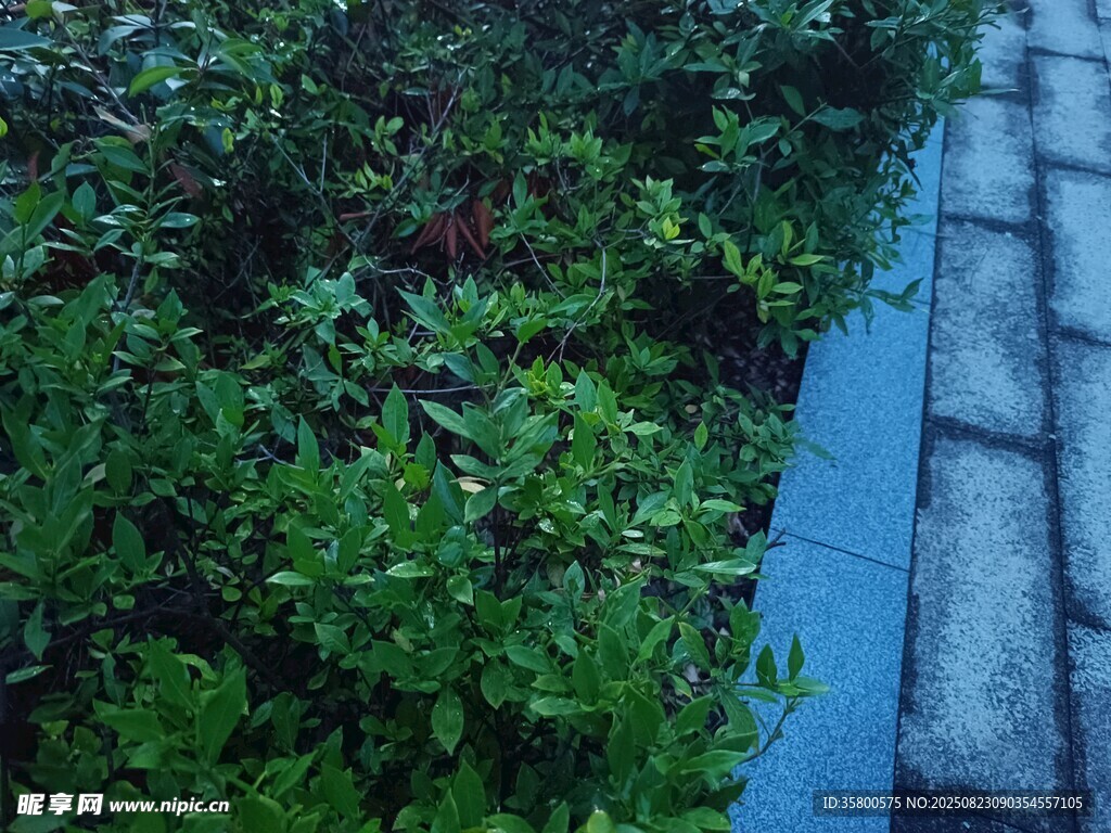 路边绿植与蓝色步道景观