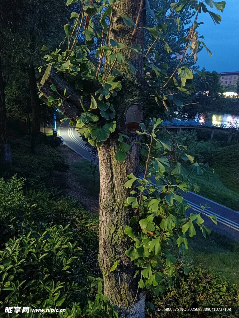 夜幕下的树木与周边景致