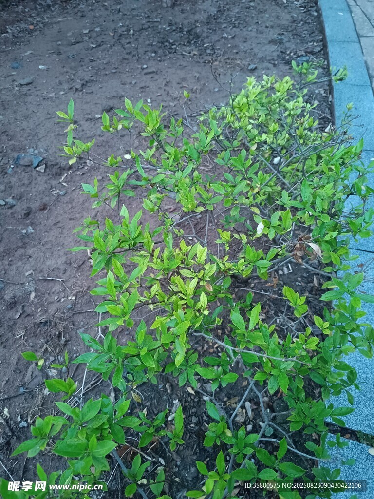路边翠绿小植物