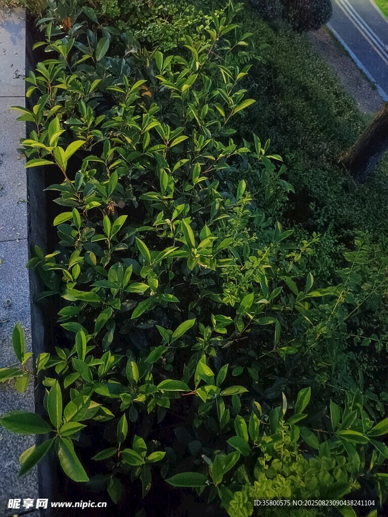 绿叶繁茂的植物景观