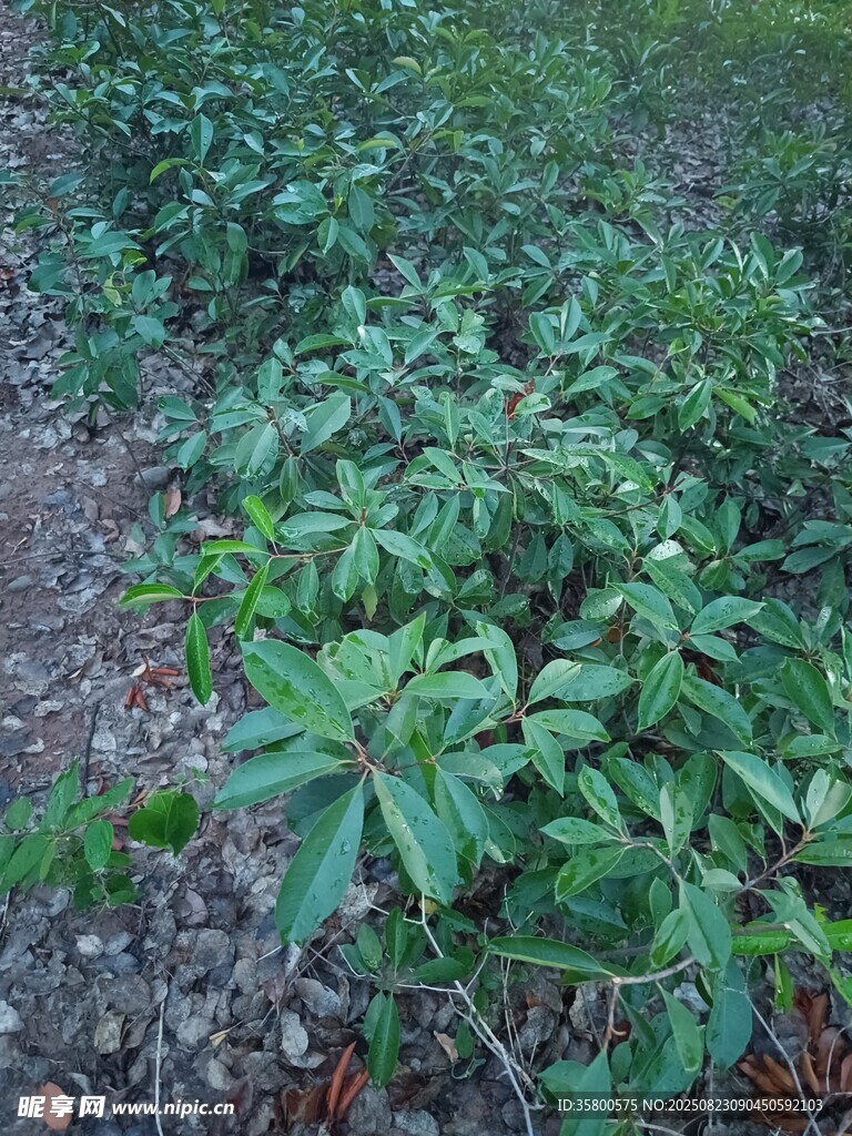 田间嫩绿植物生机勃勃