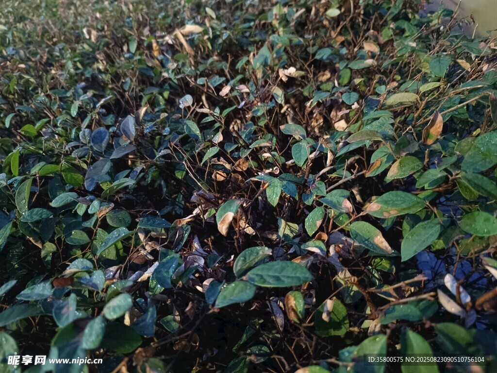 绿叶繁茂的植物景观