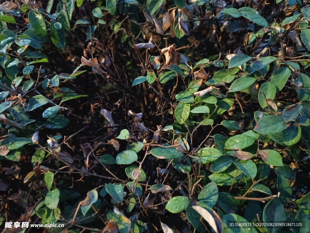 繁茂绿植景观