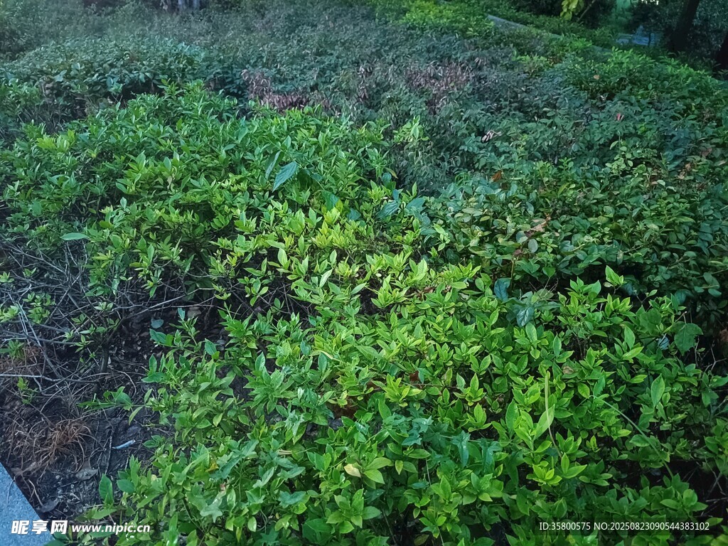 翠绿繁茂的地面绿植景观