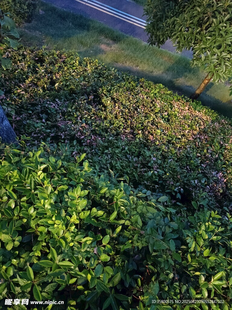 俯瞰绿意盎然的植物景观