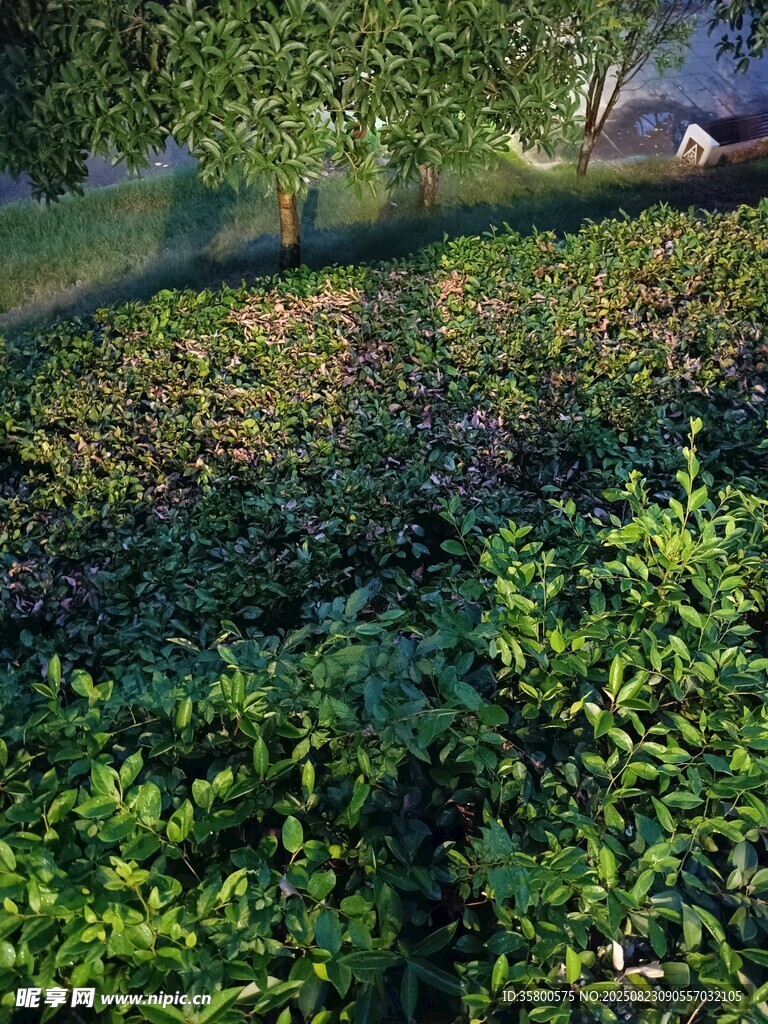 绿意盎然的河畔植物景观