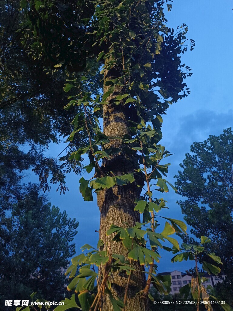 缠绕树木的翠绿藤蔓植物