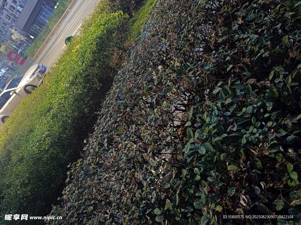路边绿植景观