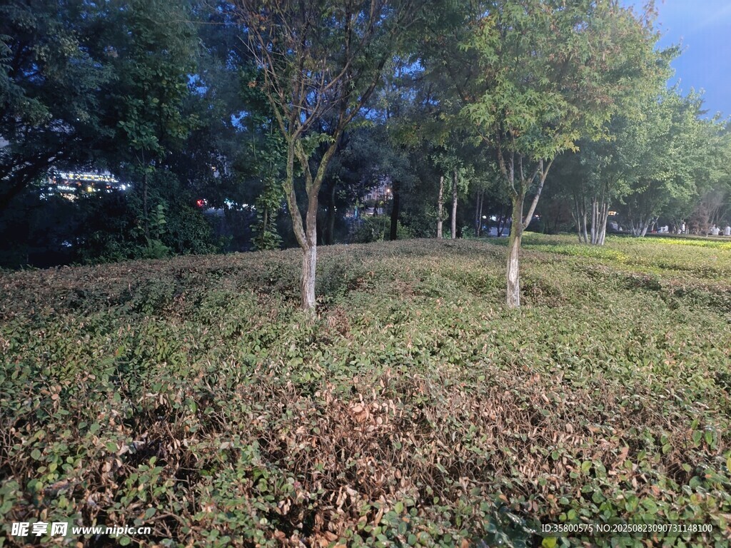 户外绿意盎然的树木景观