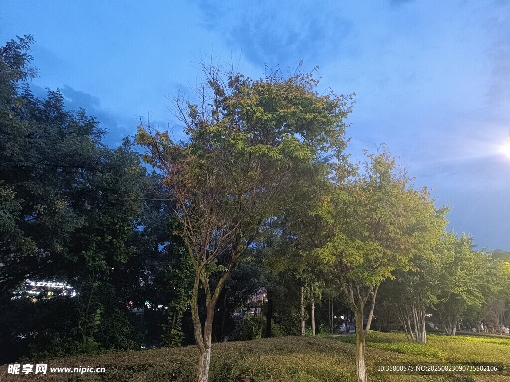 郊外树林美景