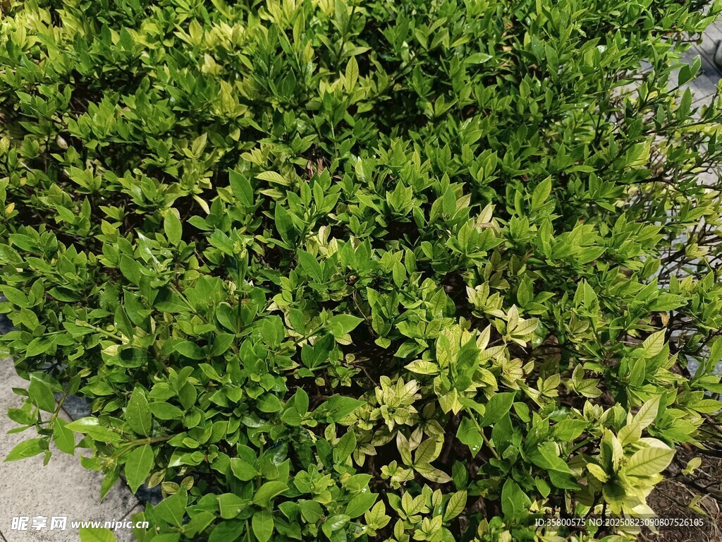 翠绿繁茂的绿植景观
