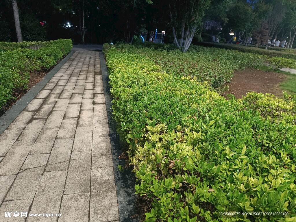 幽静绿植环绕的砖石小径