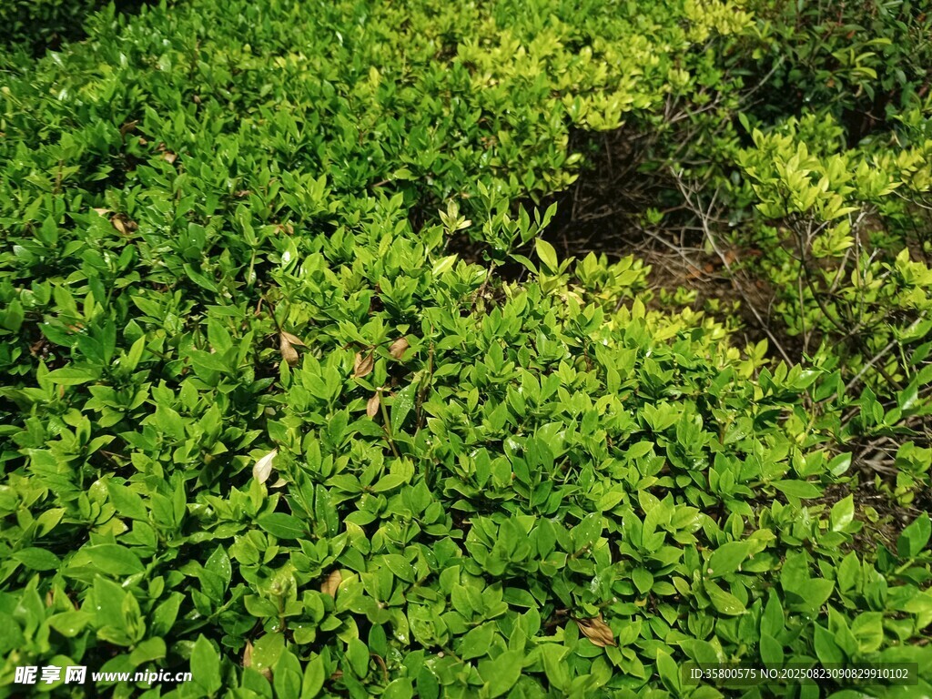翠绿繁茂的植物景观
