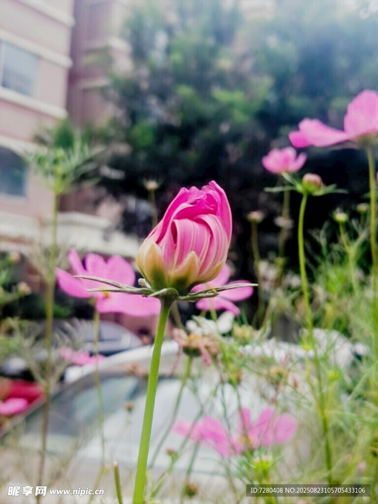 路边绽放的美丽粉色花朵