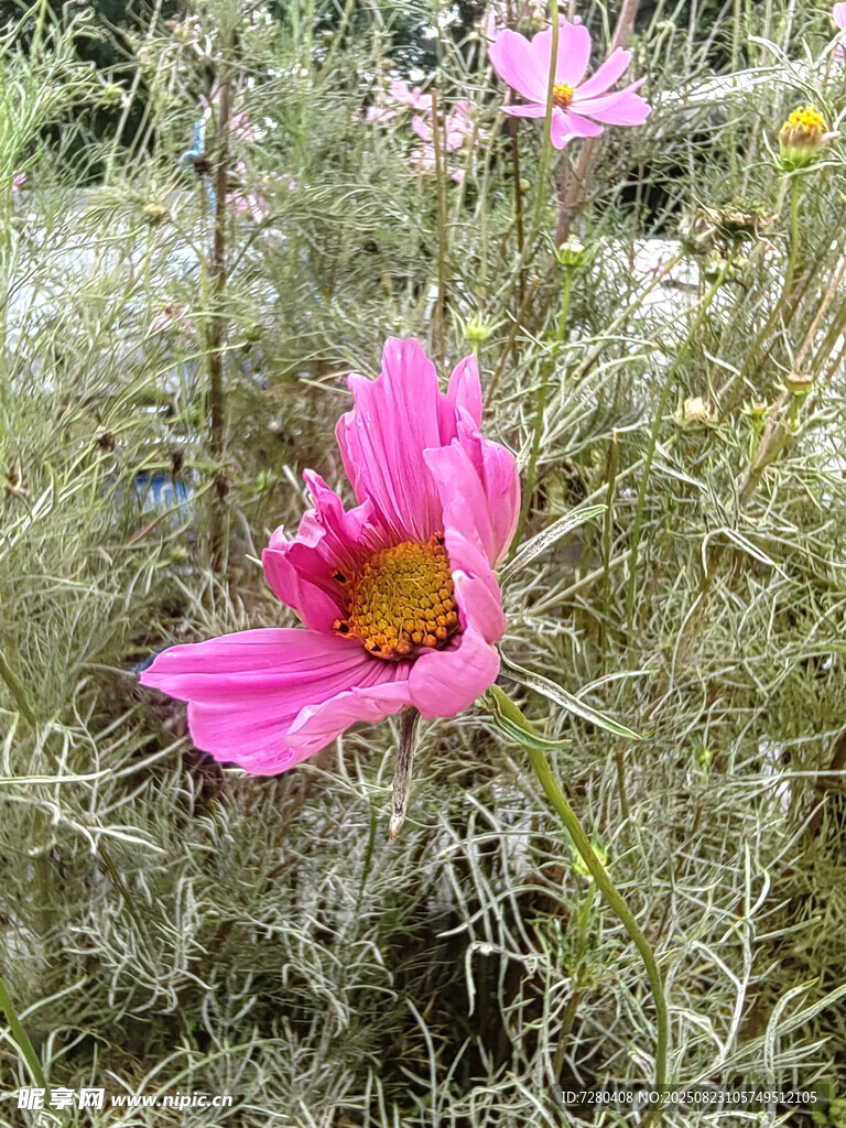 绽放的粉色花朵