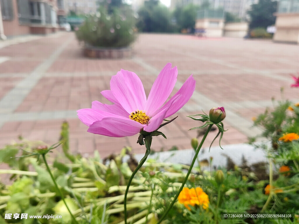 路边绽放的美丽粉色花朵