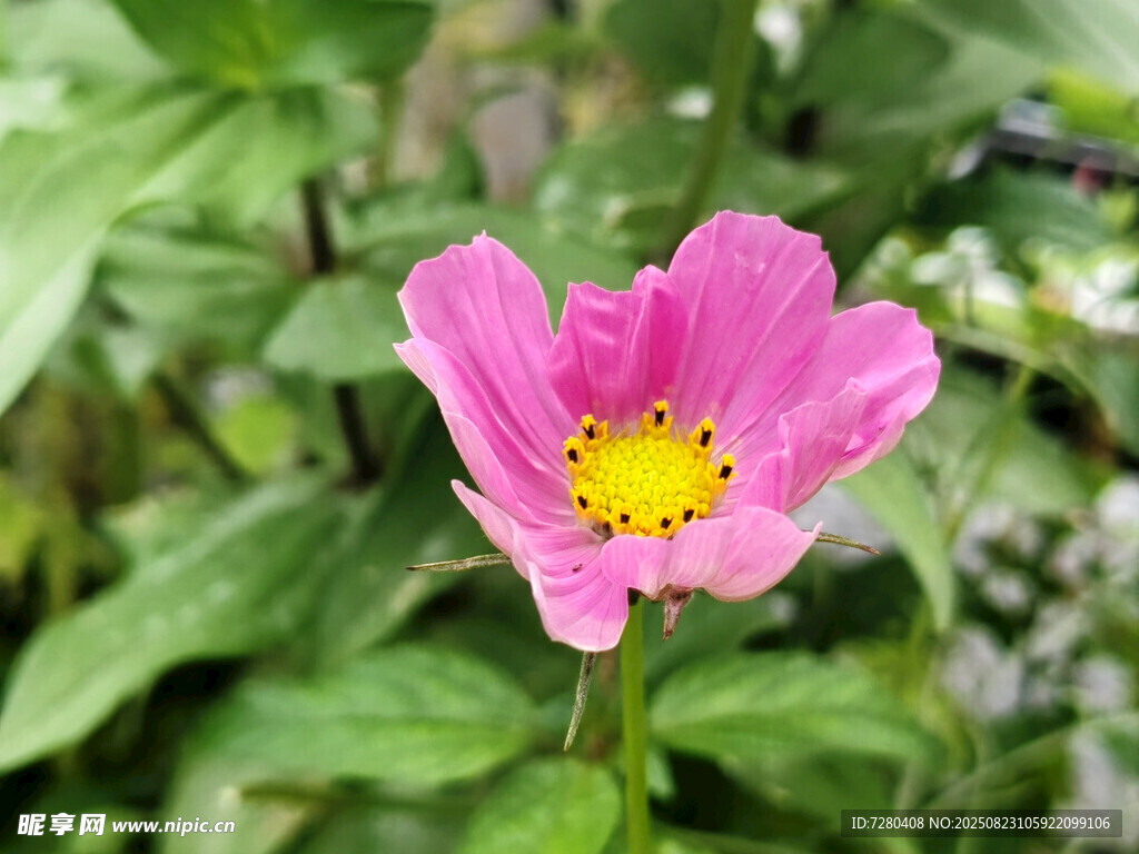 娇艳粉色花朵绽放