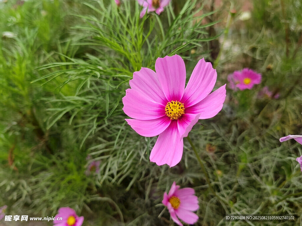 娇艳波斯菊绽放于绿野