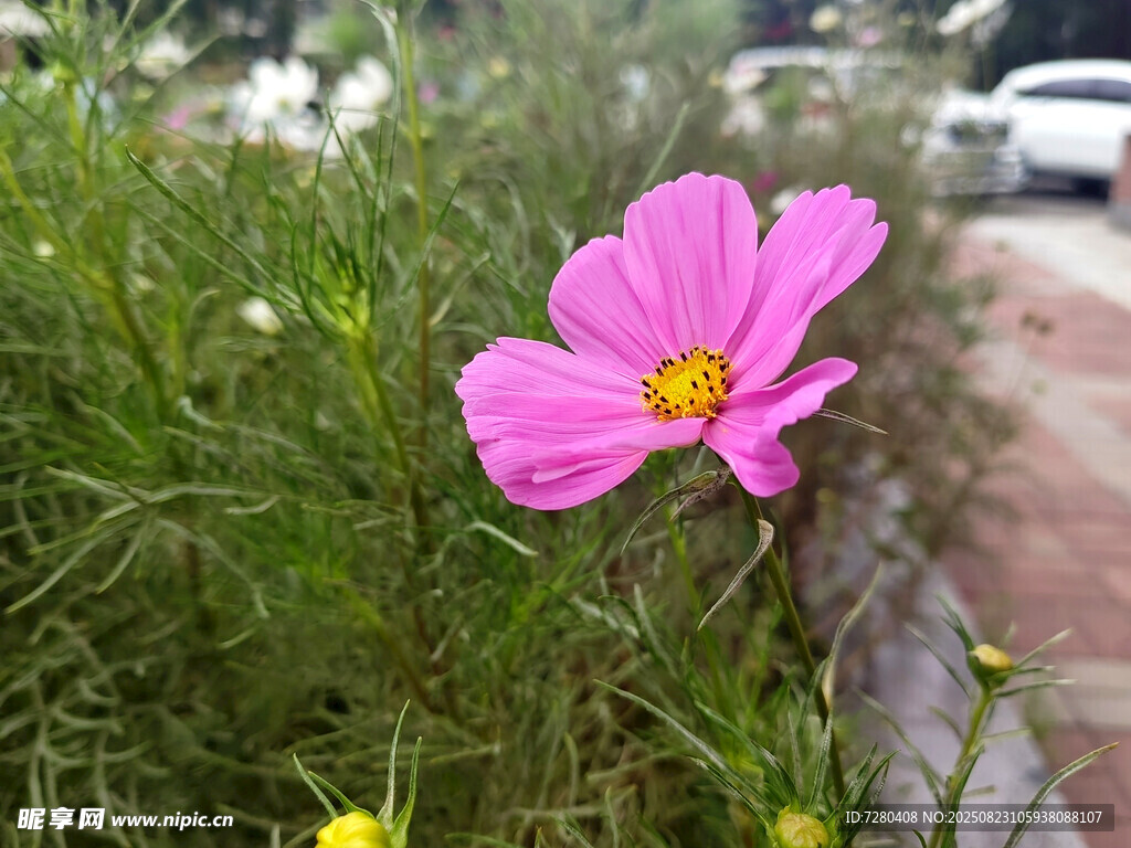 路边绽放的粉色格桑花